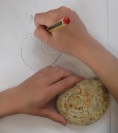 drawing ammonites