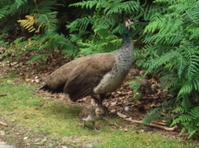 peahen and chick